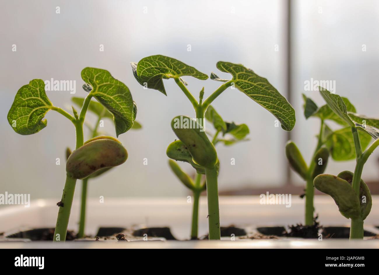 my green bean plants growing fast in my greenhouse Stock Photo Alamy
