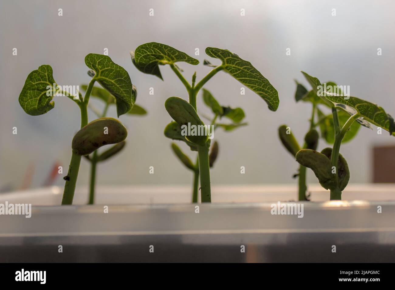 my green bean plants growing fast in my greenhouse Stock Photo Alamy