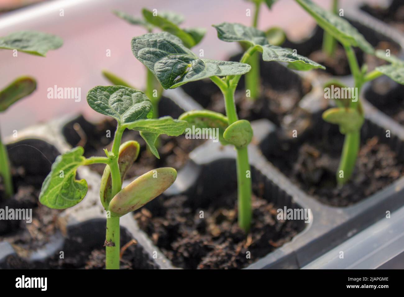 my green bean plants growing fast in my greenhouse Stock Photo - Alamy