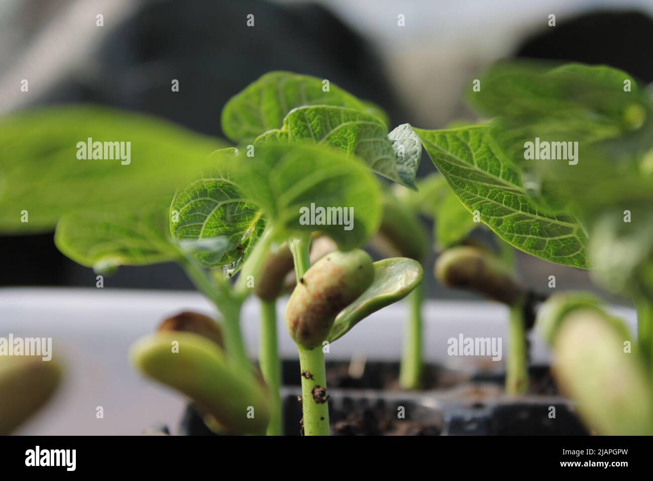my green bean plants growing fast in my greenhouse Stock Photo - Alamy