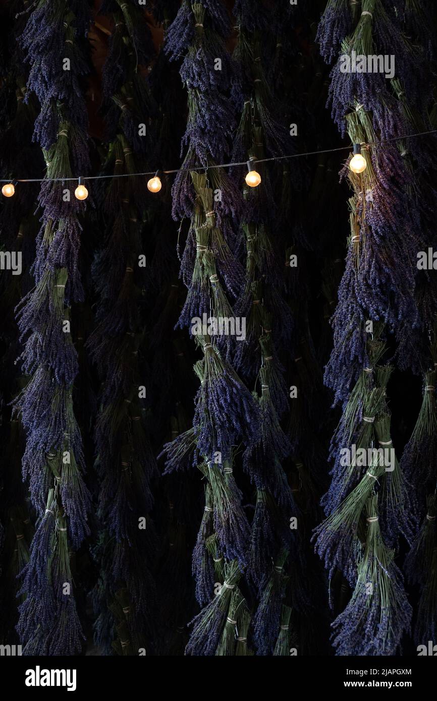 Long Bunches of Purple Lavender Hanging to Dry with String Lights Stock Photo