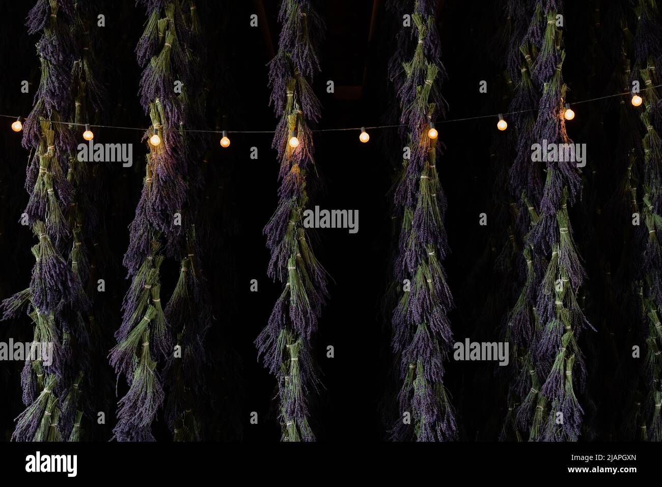 Bunches of Purple Lavender Hanging to Dry with String Lights Stock Photo