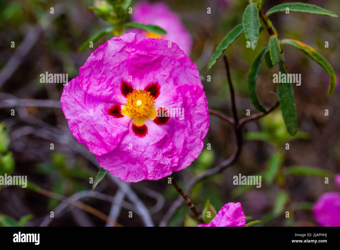 Bright pink rock-rose flower in a spring botanical garden. Cistus creticus is a species of shrubby plant in the family Cistaceae. A species of shrubby Stock Photo