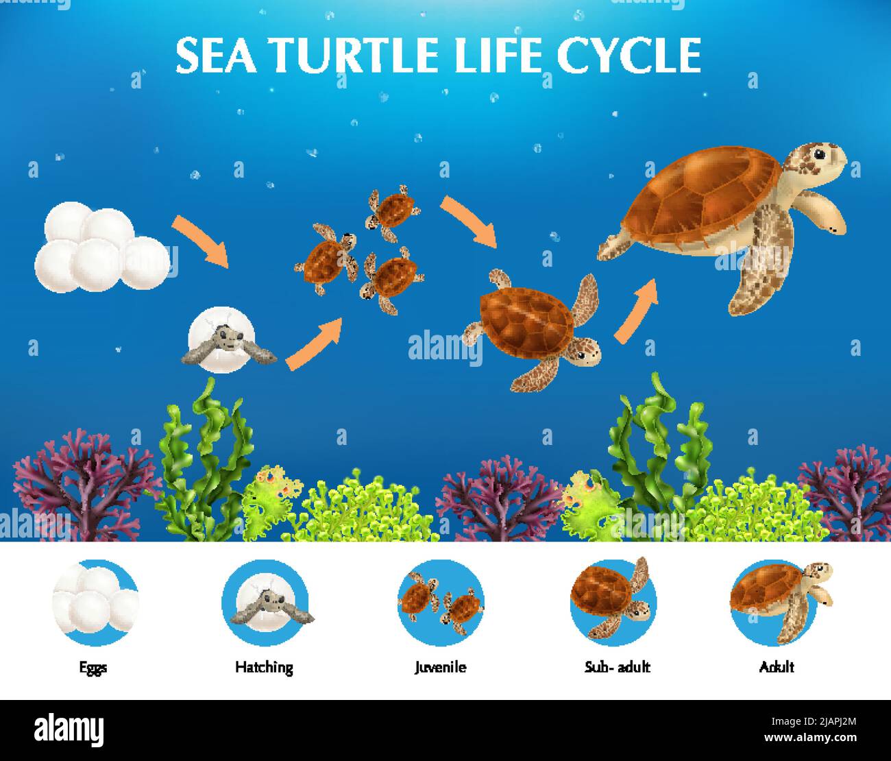 Realistic infographics presenting life cycle of sea turtles from eggs ...