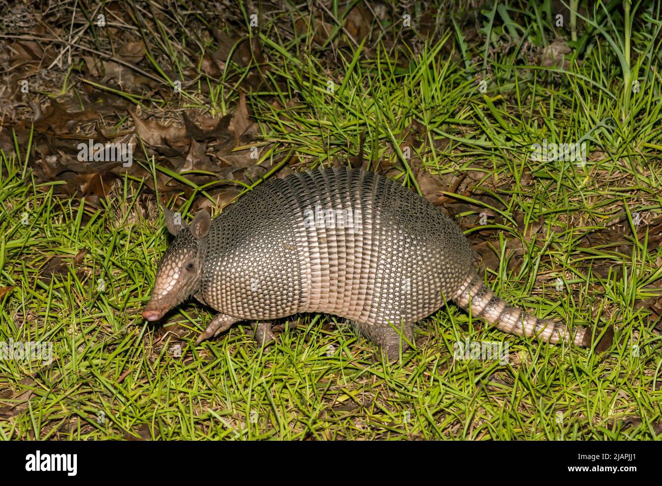 Nine-banded Armadillo - Dasypus novemcinctus Stock Photo