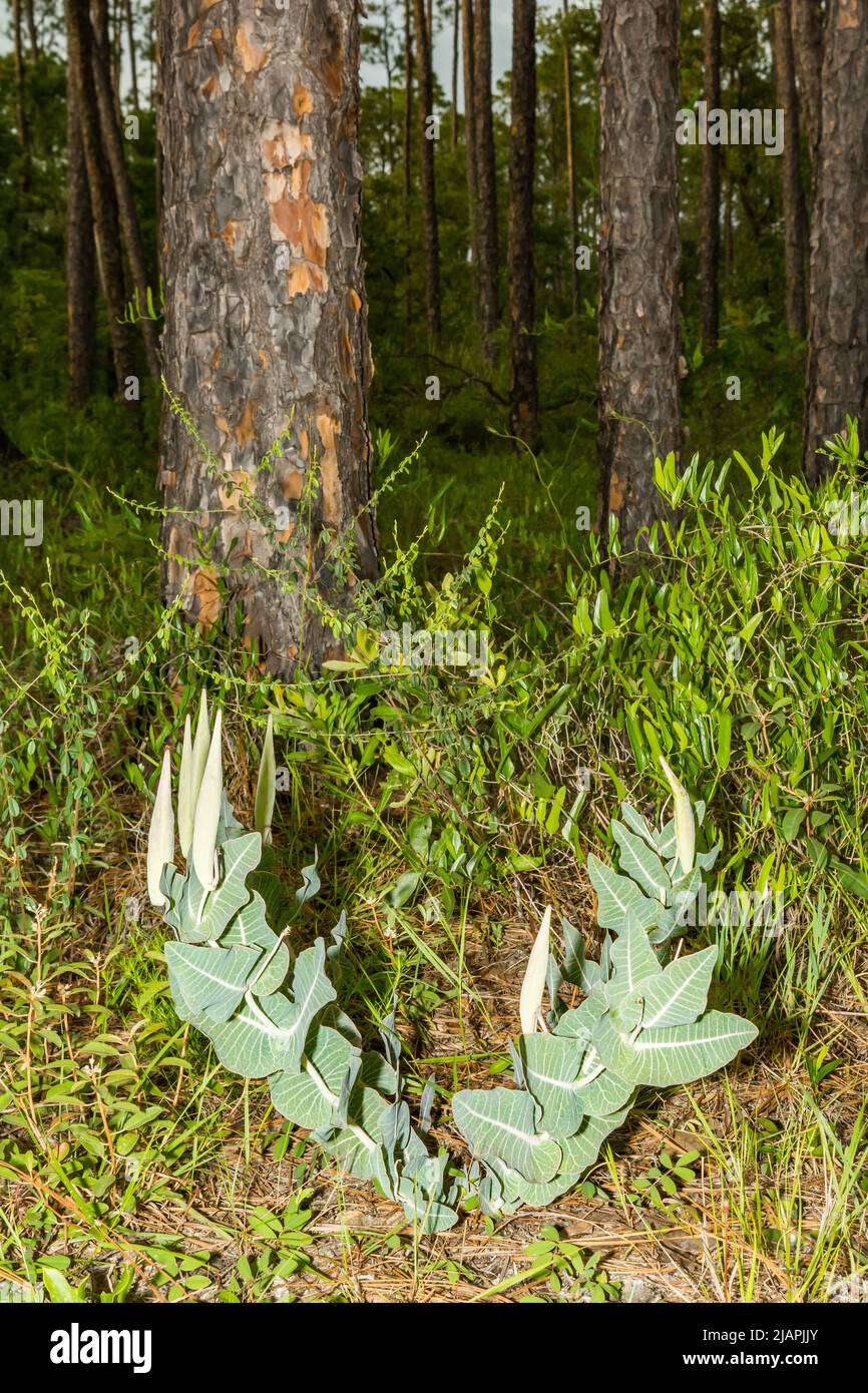 Pinewoods Milkweed - Asclepias humistrata Stock Photo