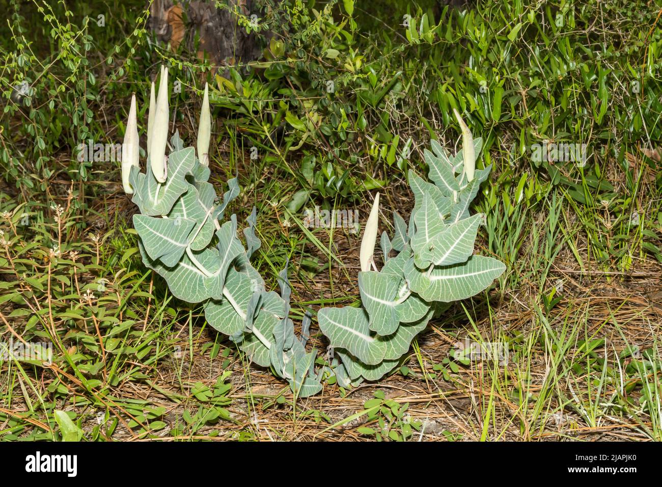 Pinewoods Milkweed - Asclepias humistrata Stock Photo