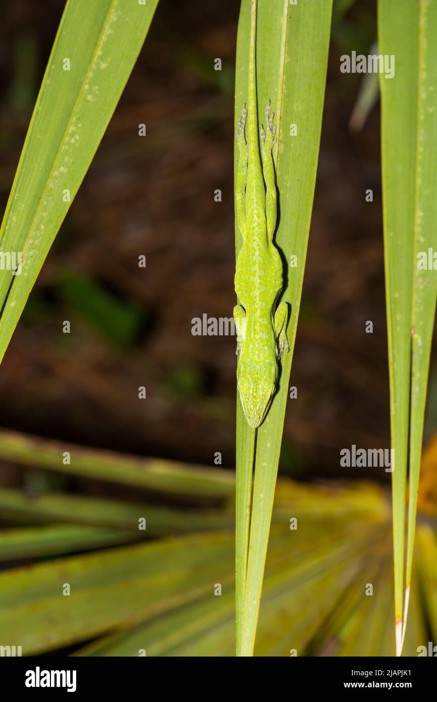 Sleeping Green Anole - Anolis carolinensis Stock Photo