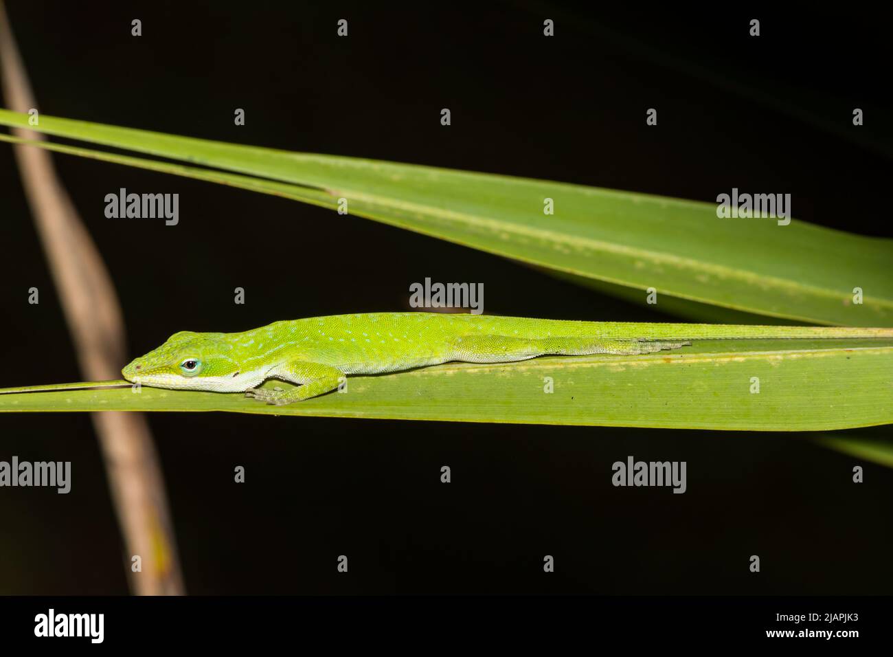 Sleeping Green Anole - Anolis carolinensis Stock Photo
