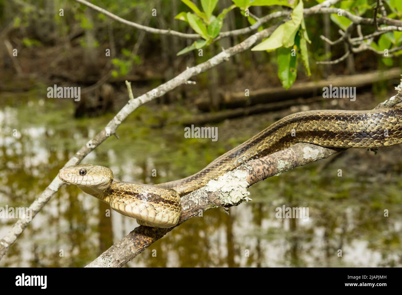 Greenish Rat Snake - Pantherophis alleghaniensis Stock Photo