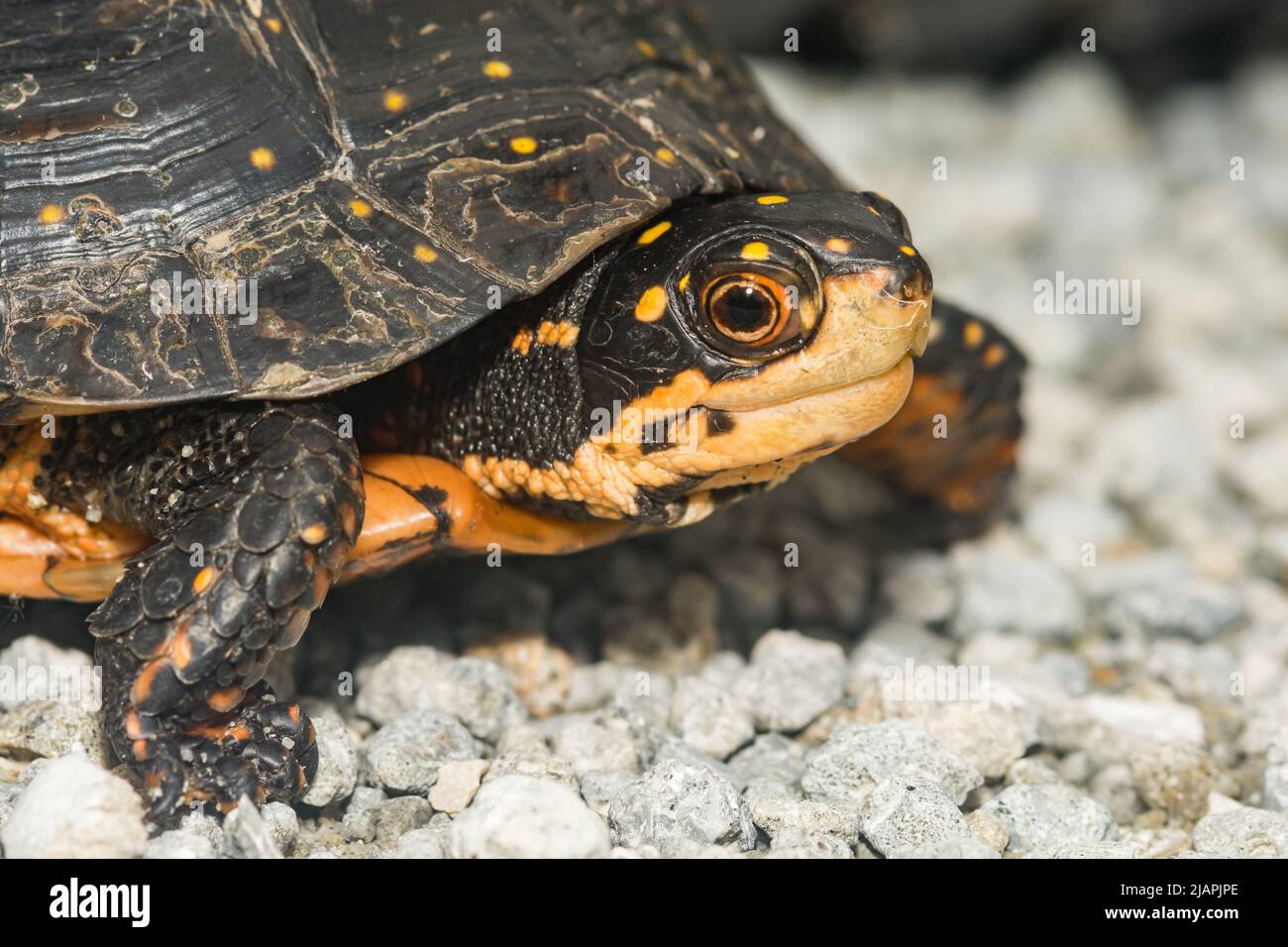 Spotted Turtle - Clemmys guttata Stock Photo