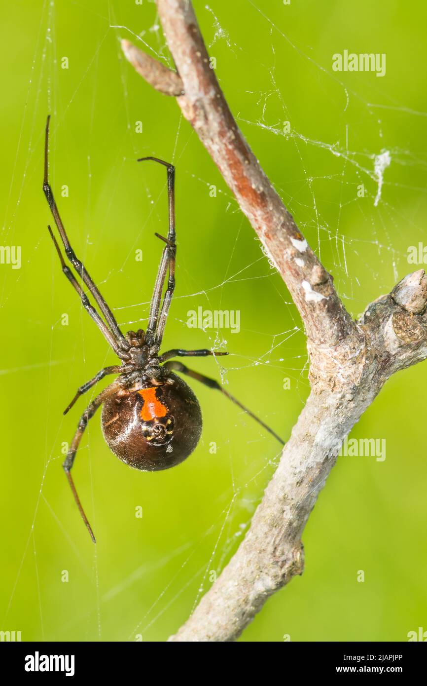 Southern Black Widow Spider - Latrodectus mactans Stock Photo