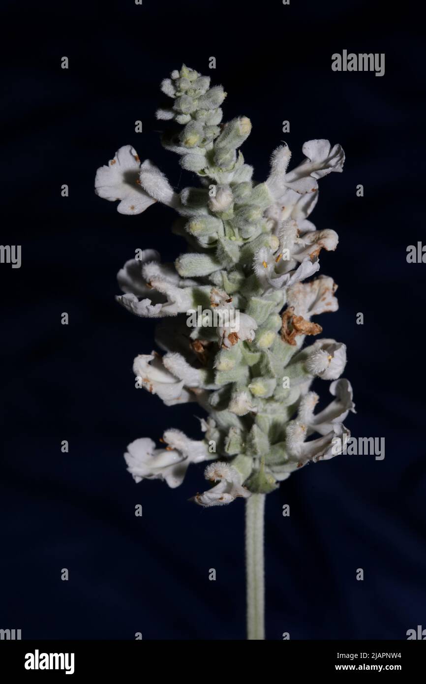 White flower blossoms salvia divinorum family lamiaceae close up botanical background high quality big size print home decor agricultural psychoactive Stock Photo