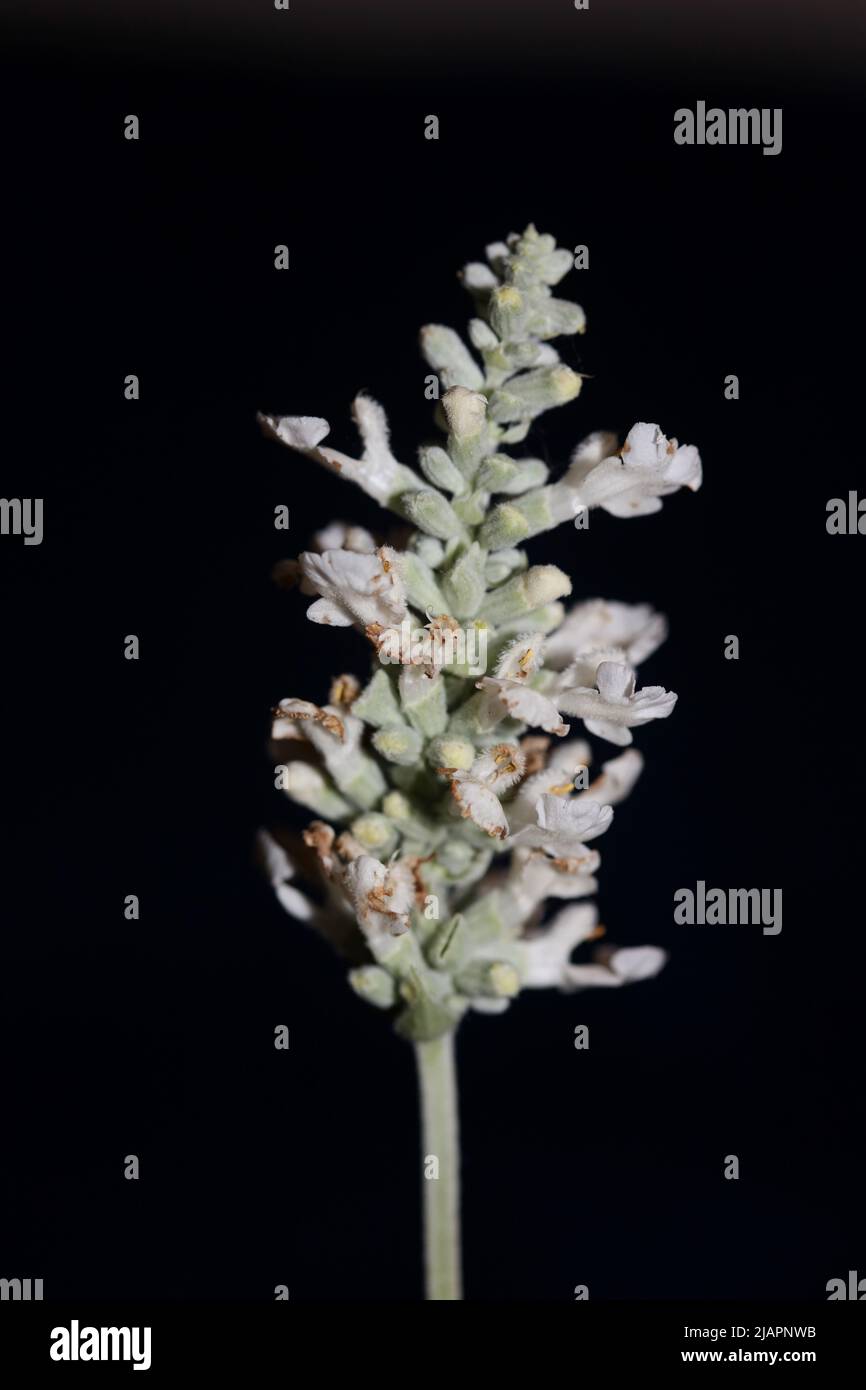 White flower blossoms salvia divinorum family lamiaceae close up botanical background high quality big size print home decor agricultural psychoactive Stock Photo