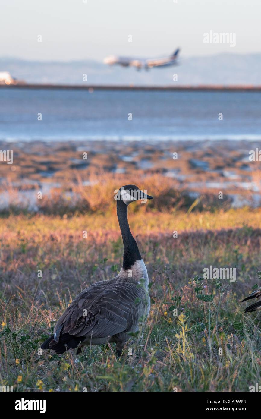A canada goose (Branta canadensis) in grass at San Francisco international airport as a plane lands behind. Stock Photo
