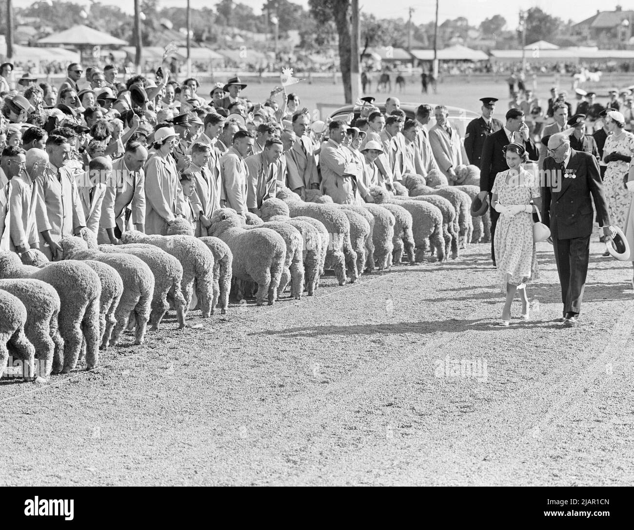 Queen Elizabeth II inspecting Merino sheep at the Wagga Wagga agricultural show in 1954 Stock Photo