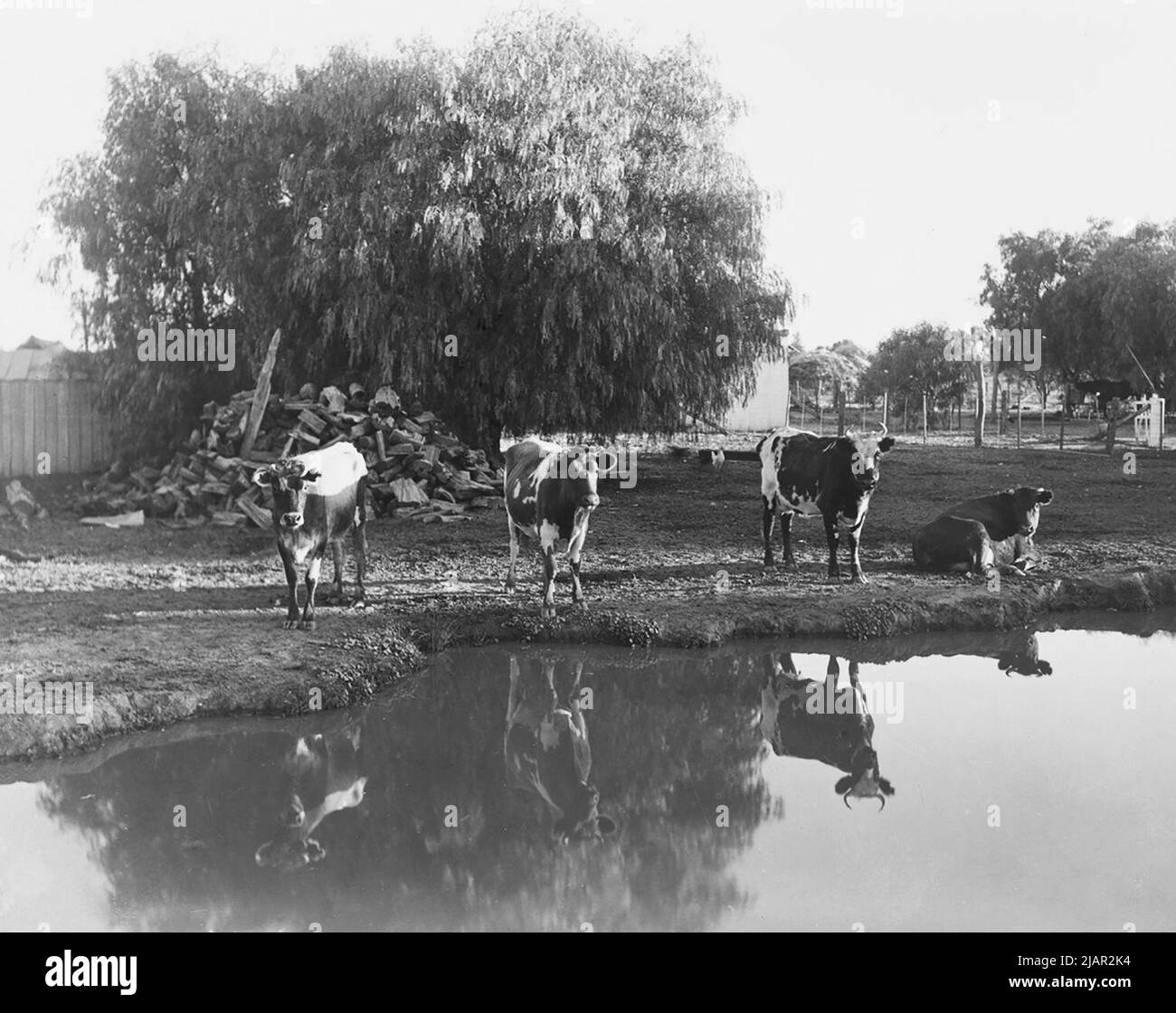1920s cattle hi-res stock photography and images - Alamy