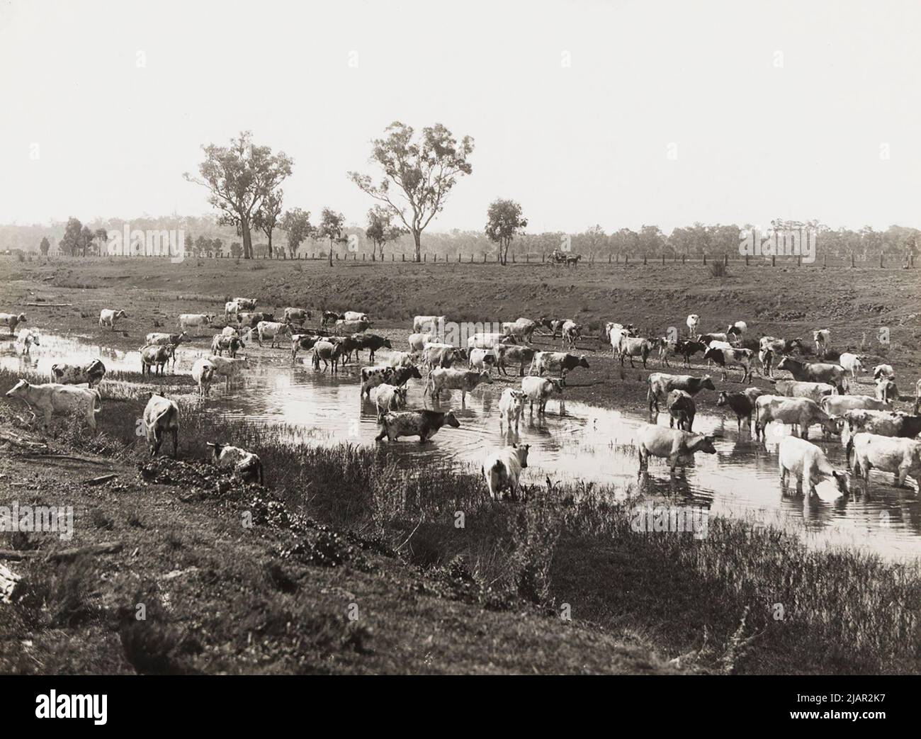 1920s australia cattle grazing hi-res stock photography and images - Alamy