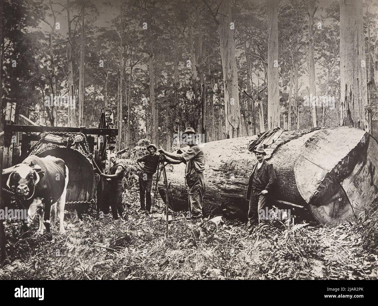 Men stadnding near a recently felled tree; Australian timber industry