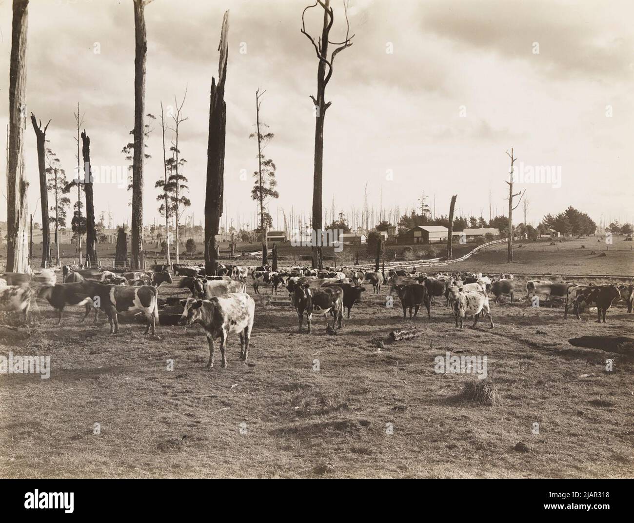 1920s australia cattle grazing hi-res stock photography and images - Alamy