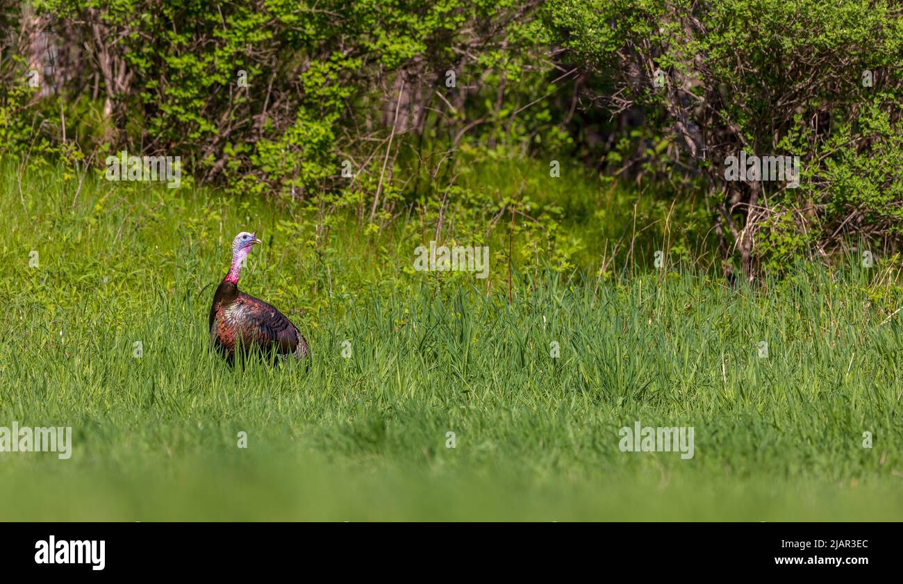 Tom turkey in northern Wisconsin Stock Photo Alamy