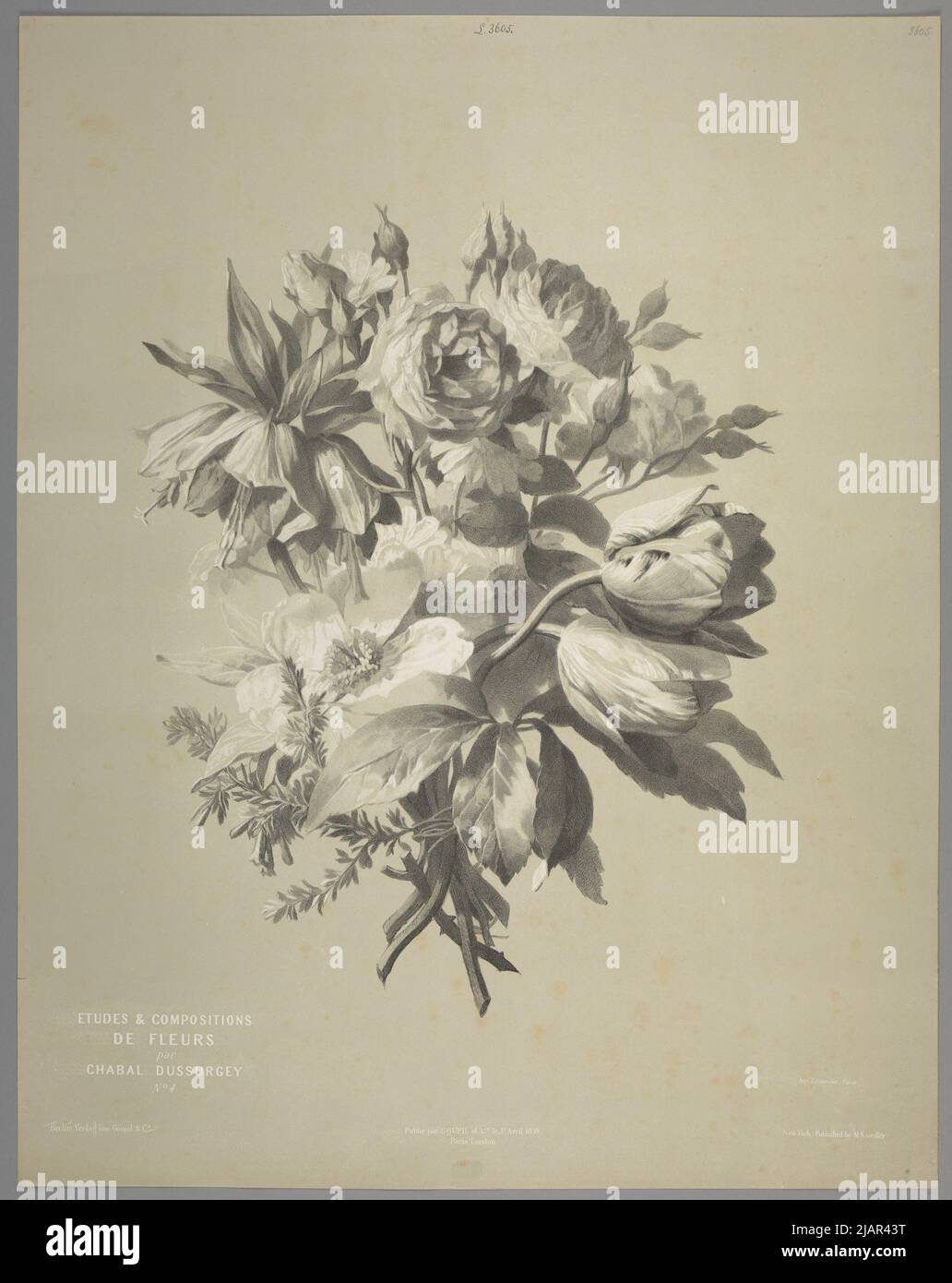 [Bouquet of Roses, Tulips and Imperial Crown]  Pl. 4. From the series Studies & Flowers compositions by Chabal Dussurgey, Paris London Berlin New York, 1859/1865, lit. Lemercier & Cie, ed. Goupil & Cie Chabal Dussurgey, Pierre Adrien (1819 1902), W A C. Pierre Adrien Chabal, imp. Lemercier & Cie, Goupil & Cie, Knoedler, Michael (1823 1878) Stock Photo