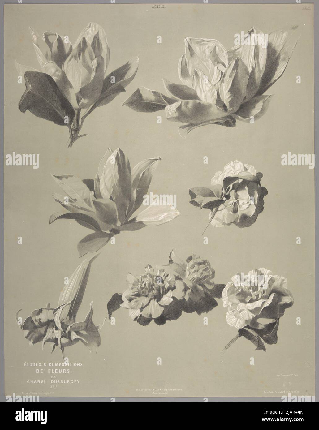 [Seven Rhododendron Flower Studies]  Pl. 1. From the Series Studies & Flowers compositions by Chabal Dussurgey, Paris London Berlin New York, 1859/1865, Lit. Lemercier & Cie, ed. Goupil & Cie Chabal Dussurgey, Pierre Adrien (1819 1902), W A C. Pierre Adrien Chabal, imp. Lemercier & Cie, Goupil & Cie, Knoedler, Michael (1823 1878) Stock Photo