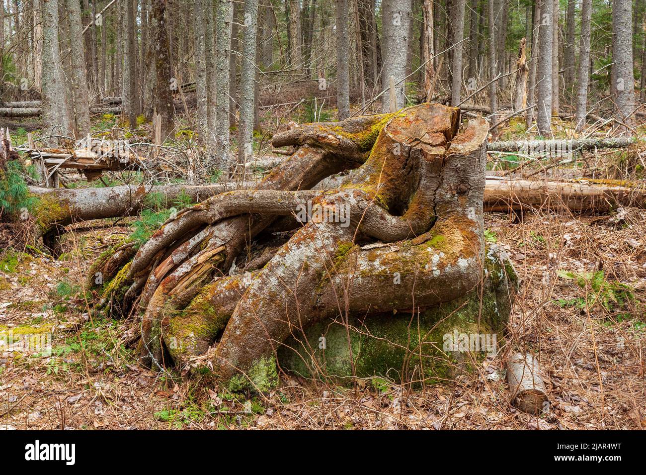 Entangled roods of a tree stump on top of a boulder, in a coniferous forests with fallen trees. Paul Smith's College Visitor Interpretive Center, NY. Stock Photo