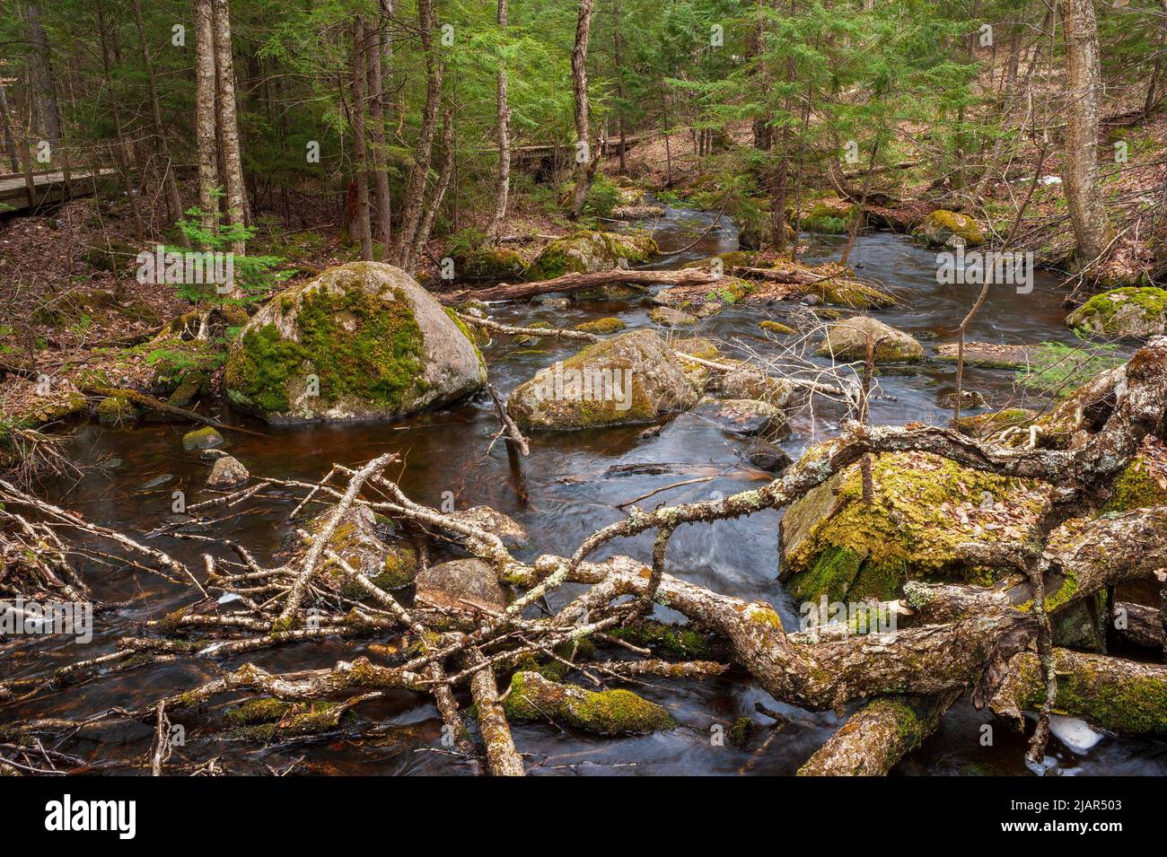 Barnum Brook - a nature trails with a boardwalk along the stream. Water rushing by boulders and fallen trees, through a boreal forest of black spruce. Stock Photo