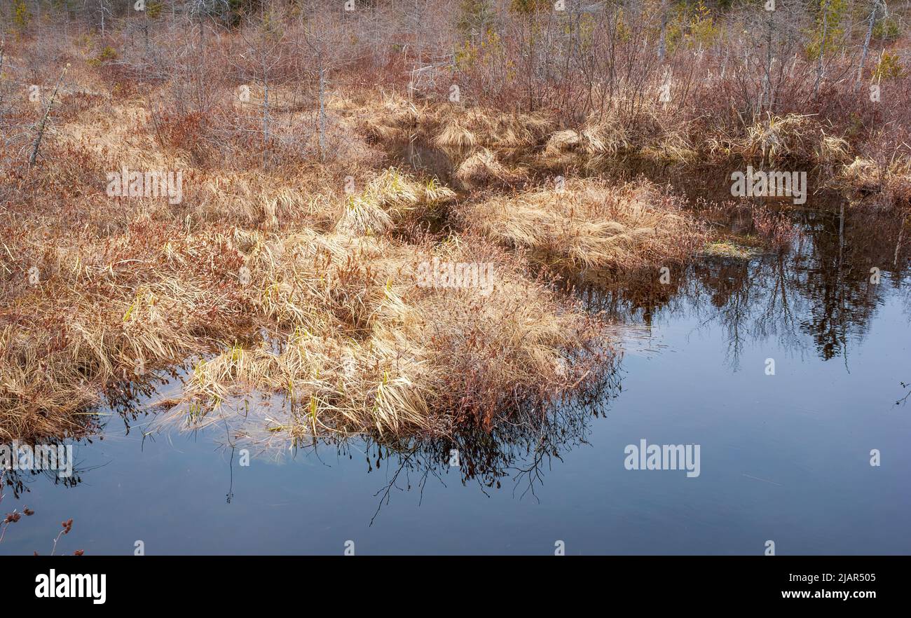 A fen wetland dominated by sedges, grasses and dwarf leatherleaf shrubs rooted in shallow peat. Paul Smith's College Visitor Interpretive Center Stock Photo