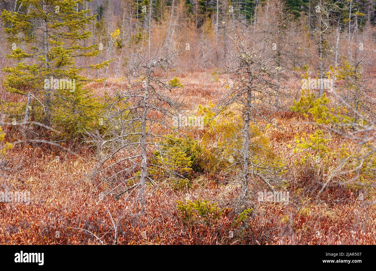 Marsh vegetation: larch, black spruce and pine trees, amidst leatherleaf shrubs. The trees are stunted due the low nutrients in the acidic bog peat. Stock Photo