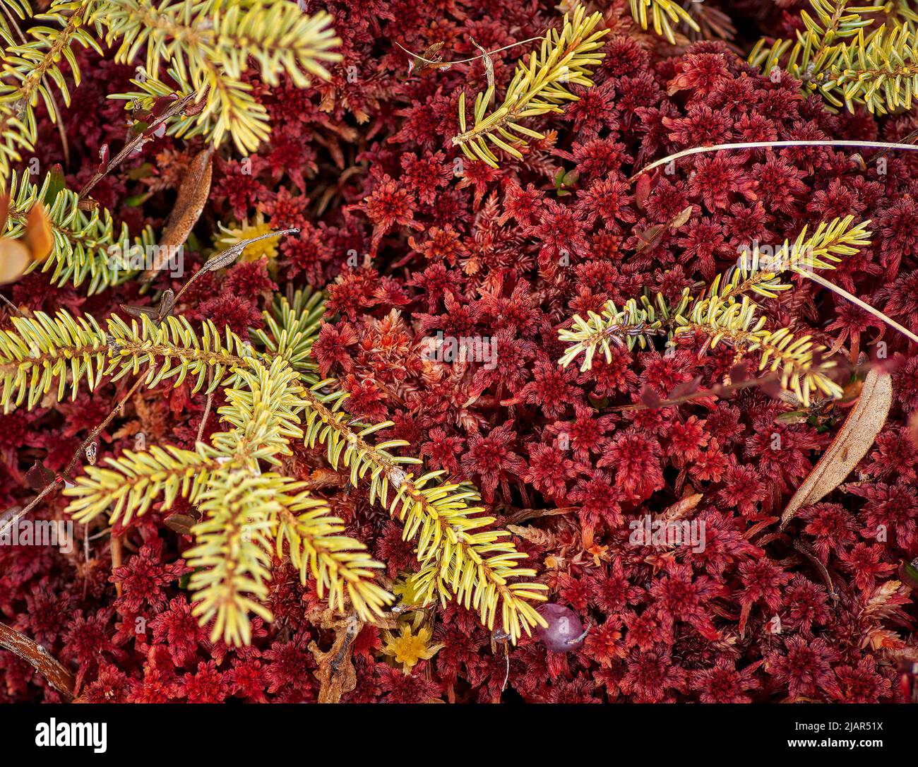 Marsh vegetation: twigs of a stunted black spruce tree peaking above a carpet of red bogmoss (Sphagnum capillifolium). Paul Smith College VIC New York Stock Photo