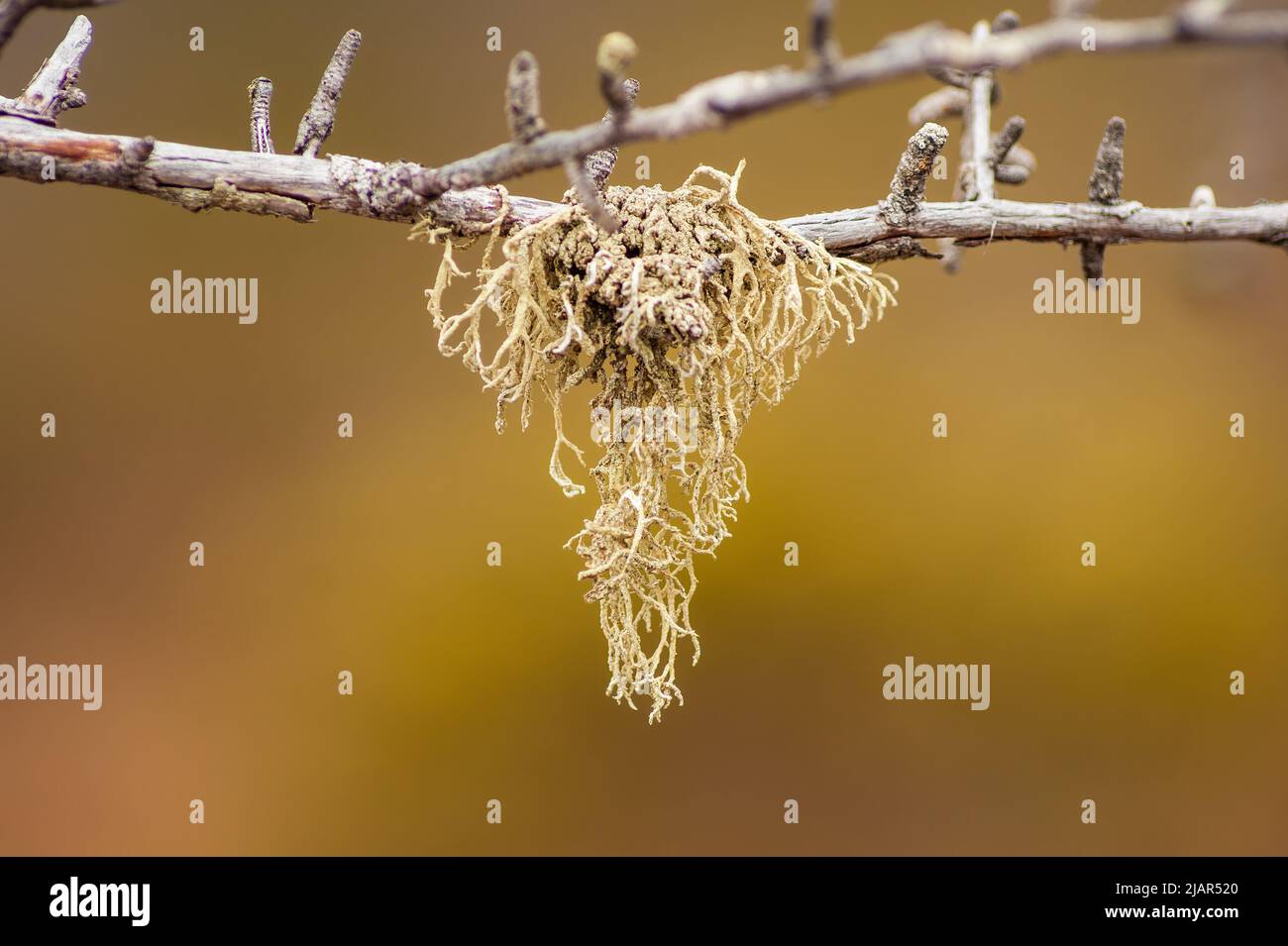 Closeup of a beard lichen (Usnea hirta) on a twig. Selective focus photo. Paul Smith's College VIC (Visitor Interpretive Center), New York, US. Stock Photo