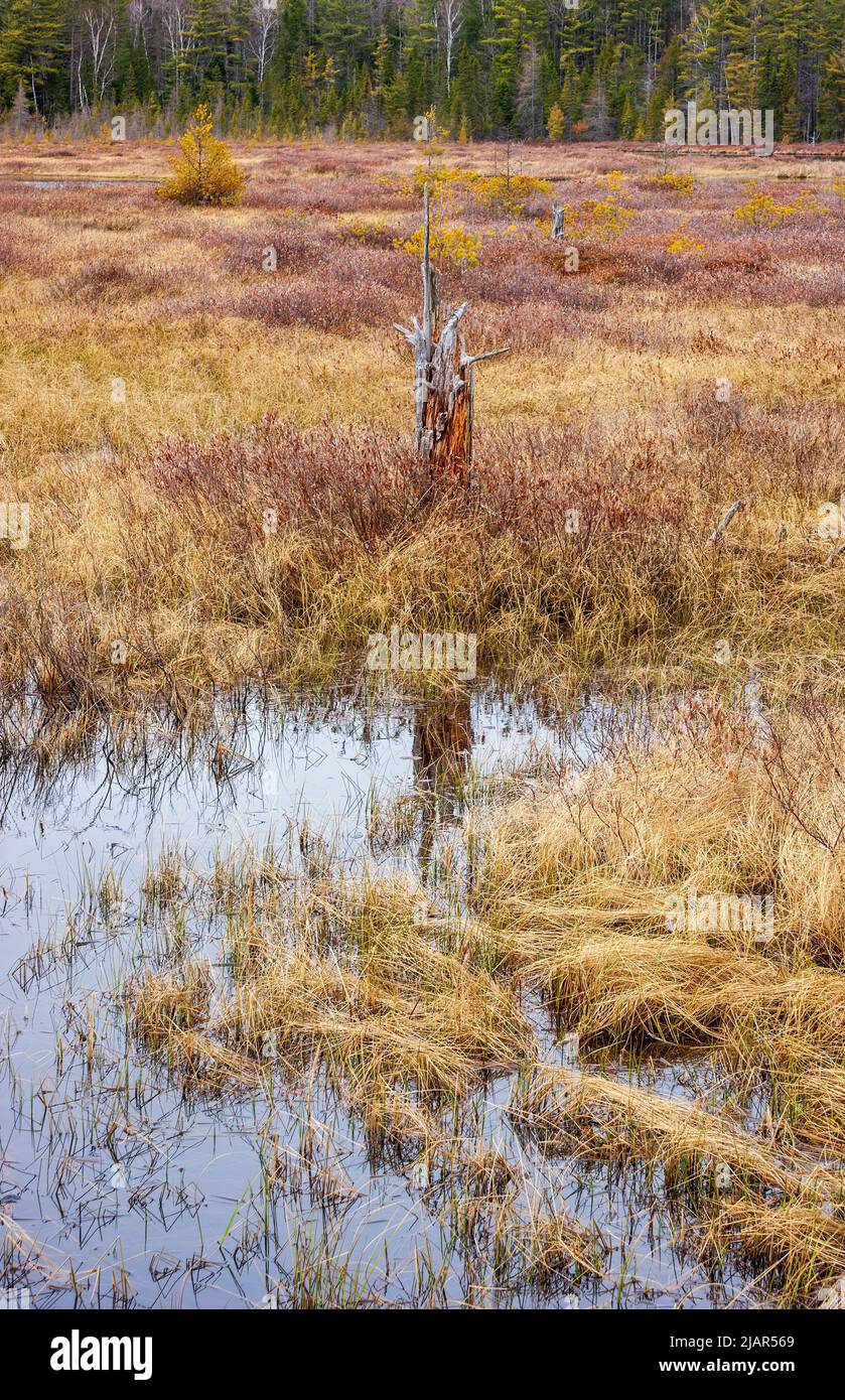 Decaying tree stump in a swamp filled with sedges and dwarf leatherleaf shrubs. Paul Smith's College VIC (Visitor Interpretive Center), New York, US. Stock Photo