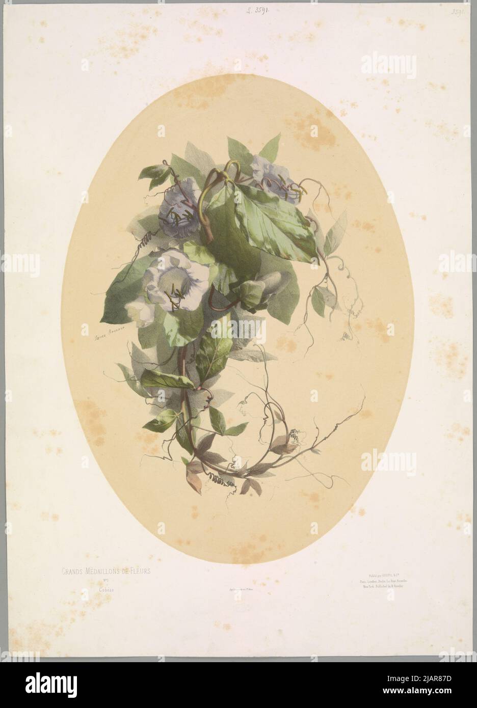 Cobéas / Kobee Ploty  pl. 2. From the Great Medalions of Flowers series Bronner, Xavier (1840 1920), imp. Lemercier & Cie, Goupil & Cie, Knoedler, Michael (1823 1878) Stock Photo