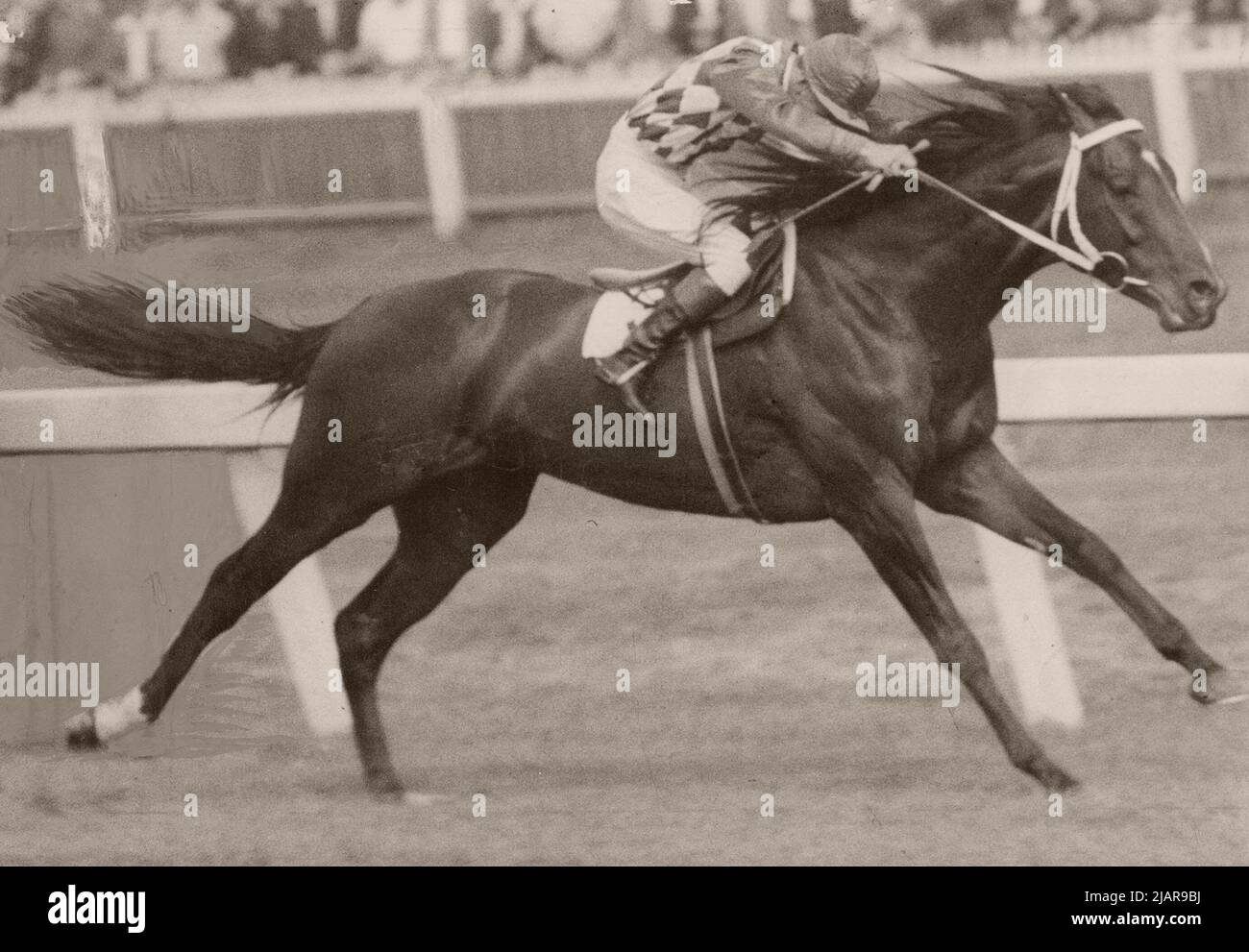 Comic Court (1945-1973) was a versatile Australian bred Thoroughbred racehorse who set race records at distances of 6 furlongs (1,200 metres) and 2 miles (3,200 metres). ca. 1949 Stock Photo