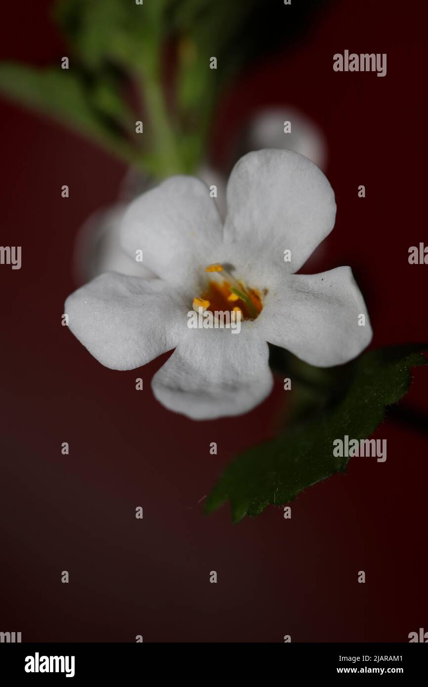 Flower blossoms sutera grandiflora family scrophulariaceae close up botanical background high quality big size prints home decoration Stock Photo