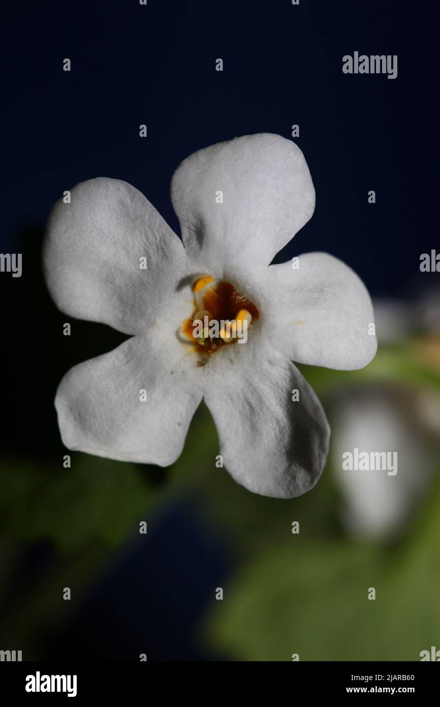 Flower blossoms sutera grandiflora family scrophulariaceae close up botanical background high quality big size prints home decoration Stock Photo