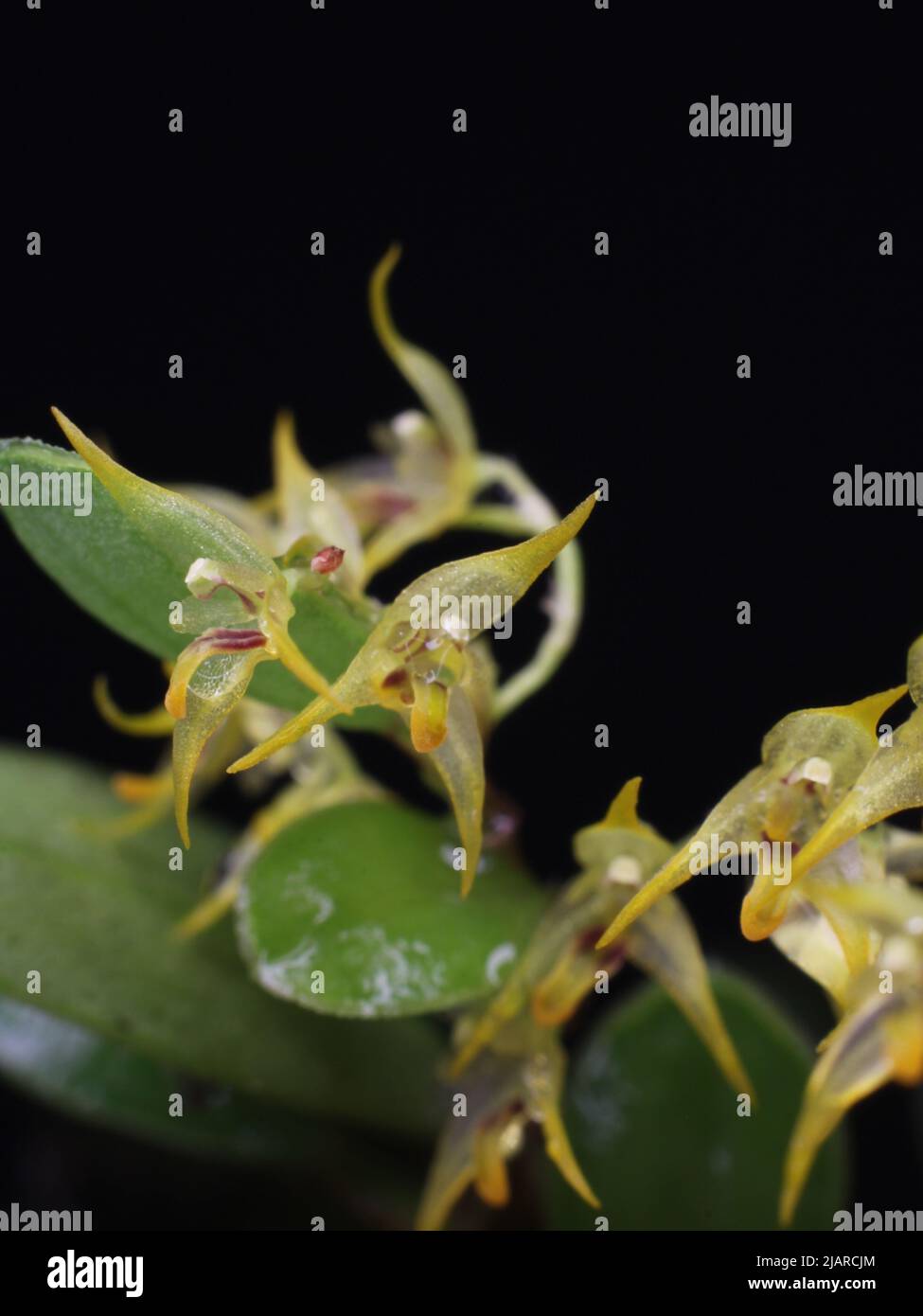 Flowers of the miniature orchid Tubella dura from Costa Rica Stock Photo