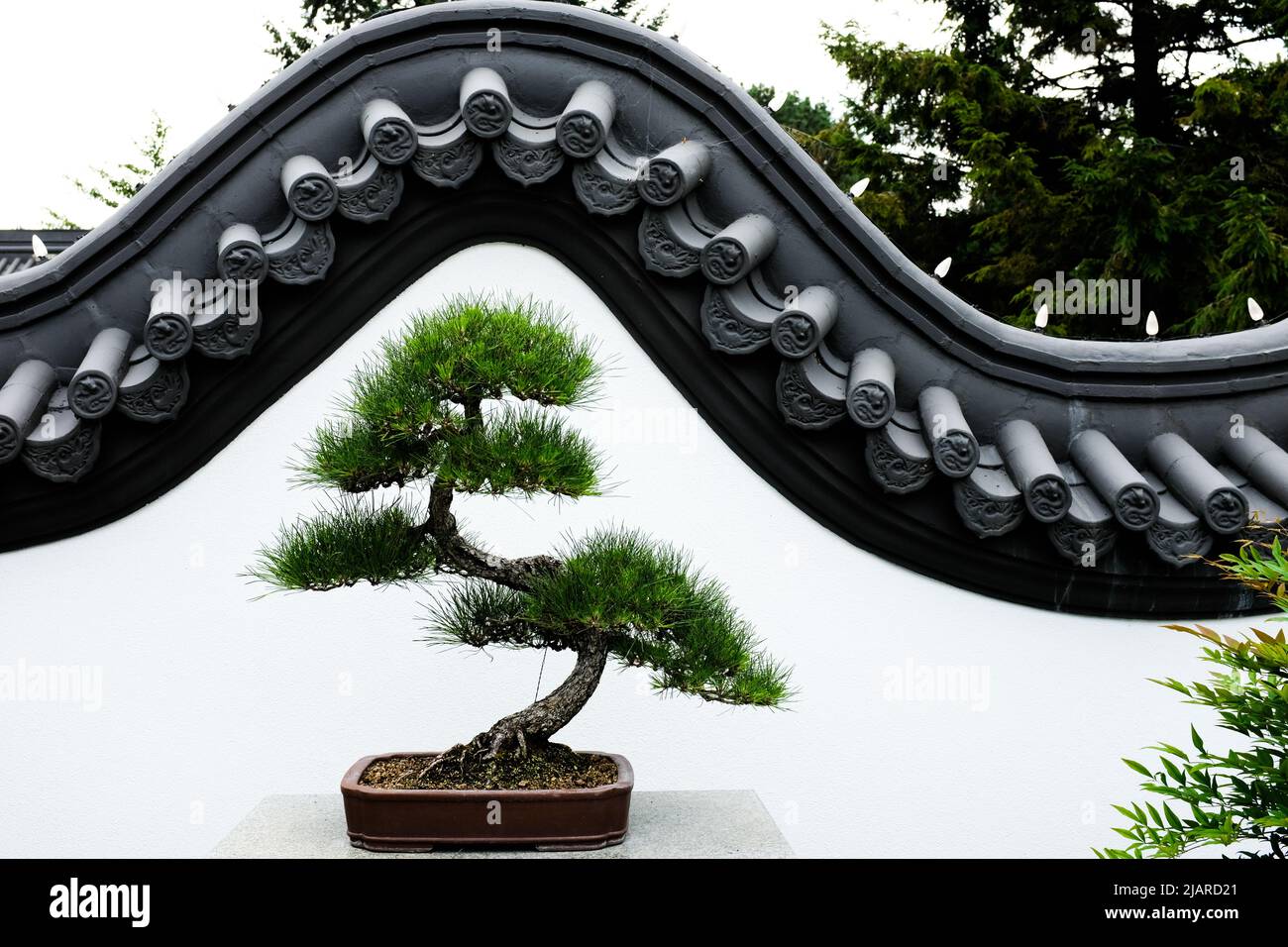 Bonsai tree in the Chinese Garden of the Montréal Botanical Garden, against a traditional curved white garden wall. Stock Photo