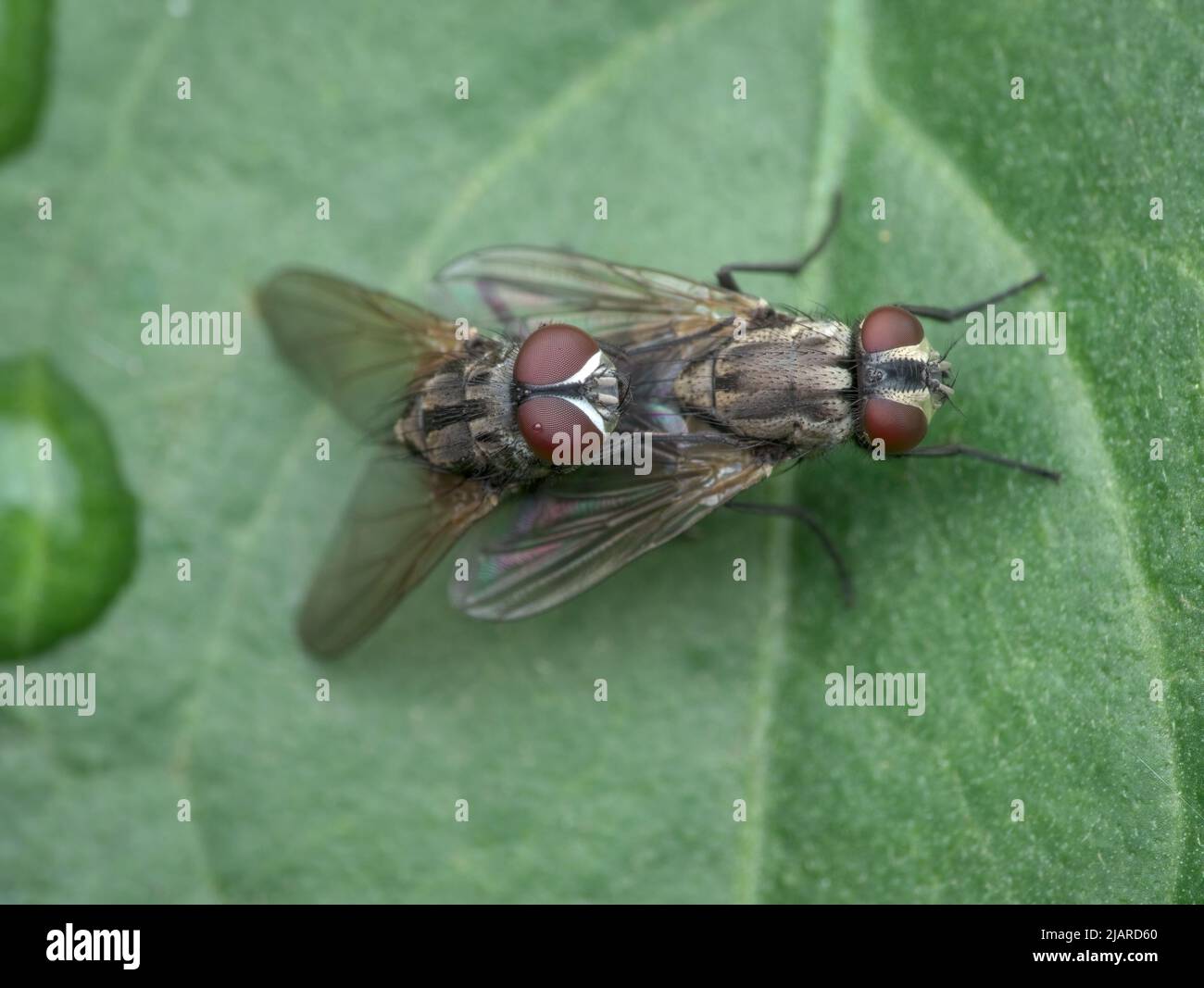 house fly mating on the leaf seen from the top Stock Photo Alamy