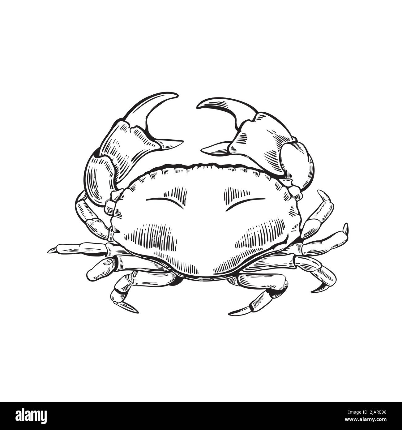 Hand drawn crab illustration in engraving style Stock Vector