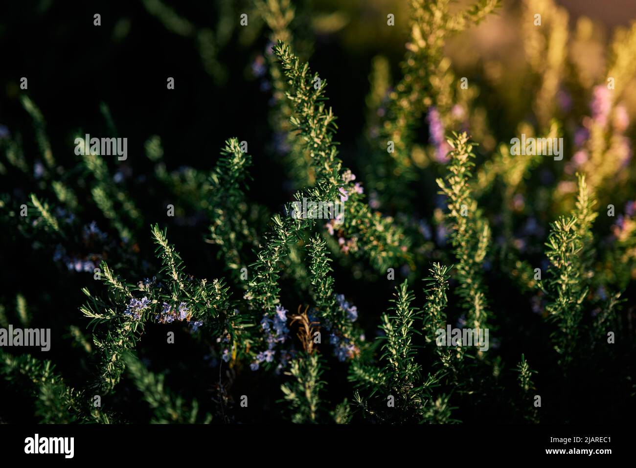 rosemary plant blooming in spring during the golden hour Stock Photo