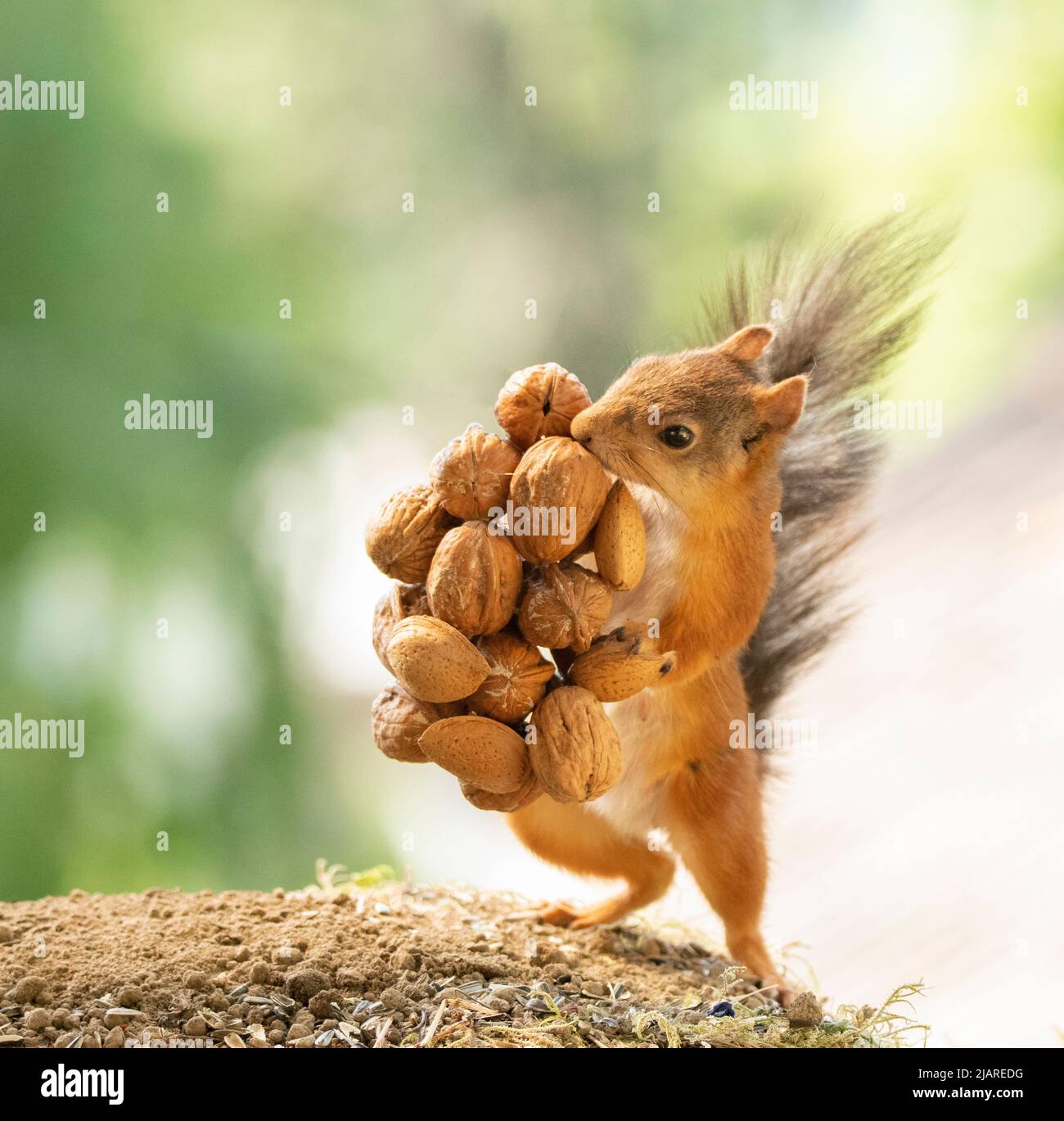 red squirrel is holding nuts Stock Photo Alamy