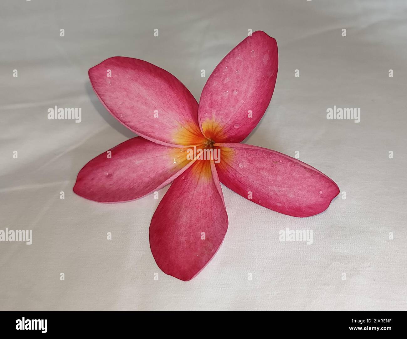 one pink frangipani plumeria  flower on the white background Stock Photo