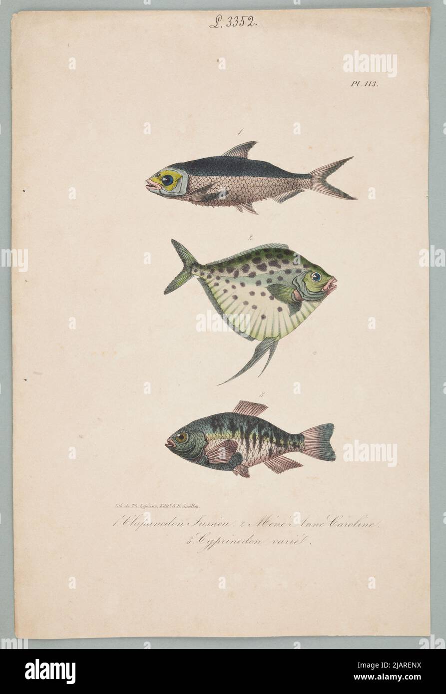 1. Clupanodon Jussieu 2. Méné Anne Caroline 3. Cyprnodon Varied. Stron comes from: Works of the country of lacépède: comprising the natural history of ovarous quadrupeds, snakes, fish and cetaceans; Accompanied by the Portrait of the Author and About 400 Figures, Executed for this edition by the best artists. In a collection of boards from various albums of natural history Lejeune, th. Stock Photo