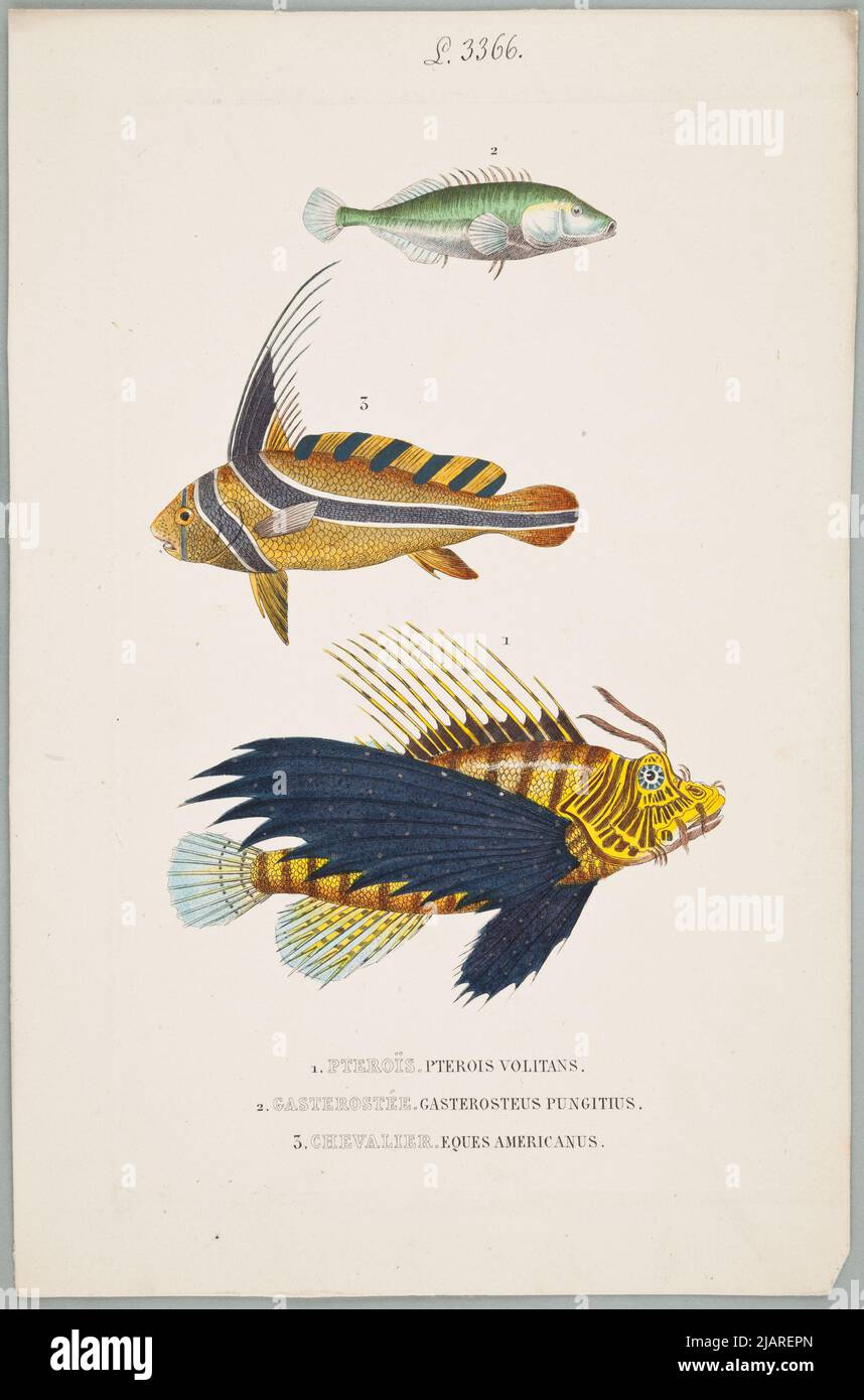 1. Pteroïs. Pterois flying. 2.Gasterosté. GASTEROSTEUS PUngitius. 3.CHEVALIER. Eques Americanus  Classic Dictionary of Natural Sciences: presenting the definition, analysis and history of all beings that make up the three kingdoms, their general application to the arts, agriculture, medicine, Domestic economy, etc  Pierre Auguste Joseph Drapiez (1778–1856)  W Zbiór Plansz Z Różnych albumów historii Naturalnej. Desmares, F.J., Delpierre, P.J., Meline, Cans et Compagnie. Stock Photo