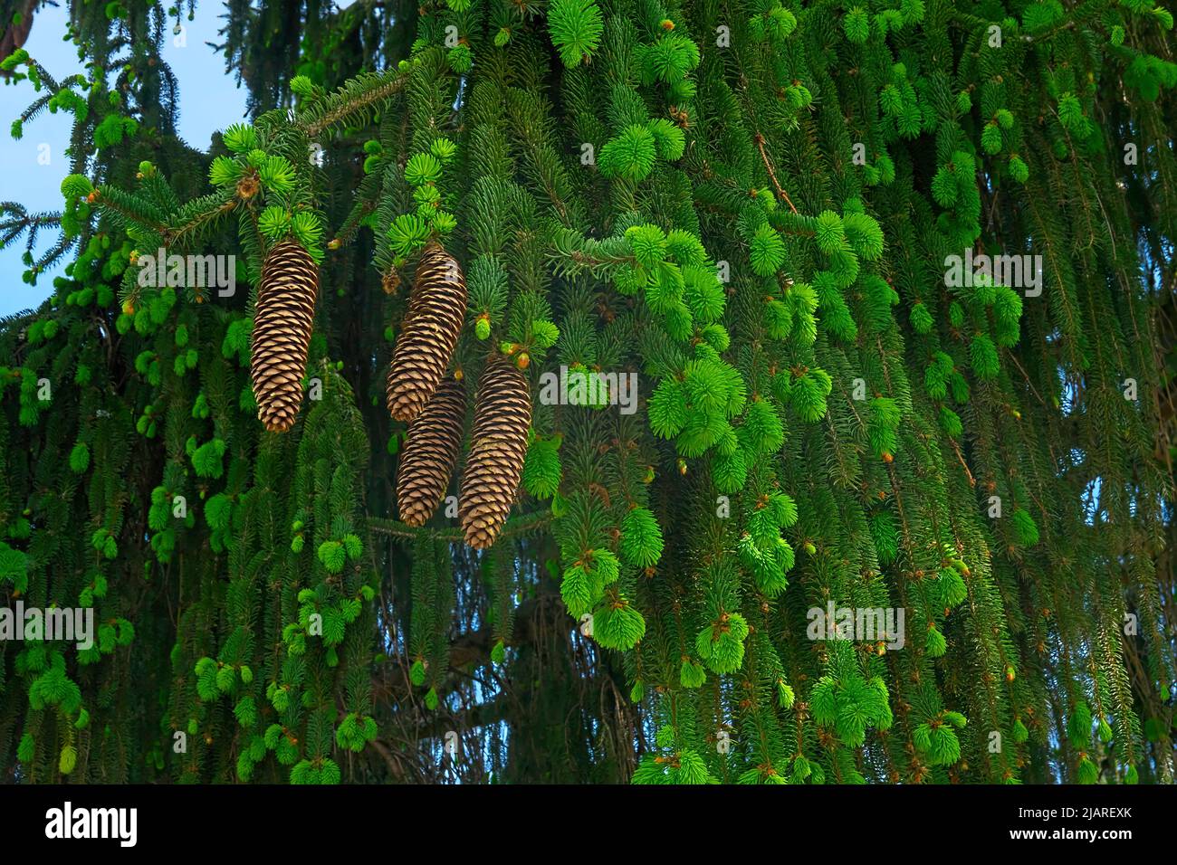 Norway Spruce tree with new growth and cones (Picea vabes). Stock Photo