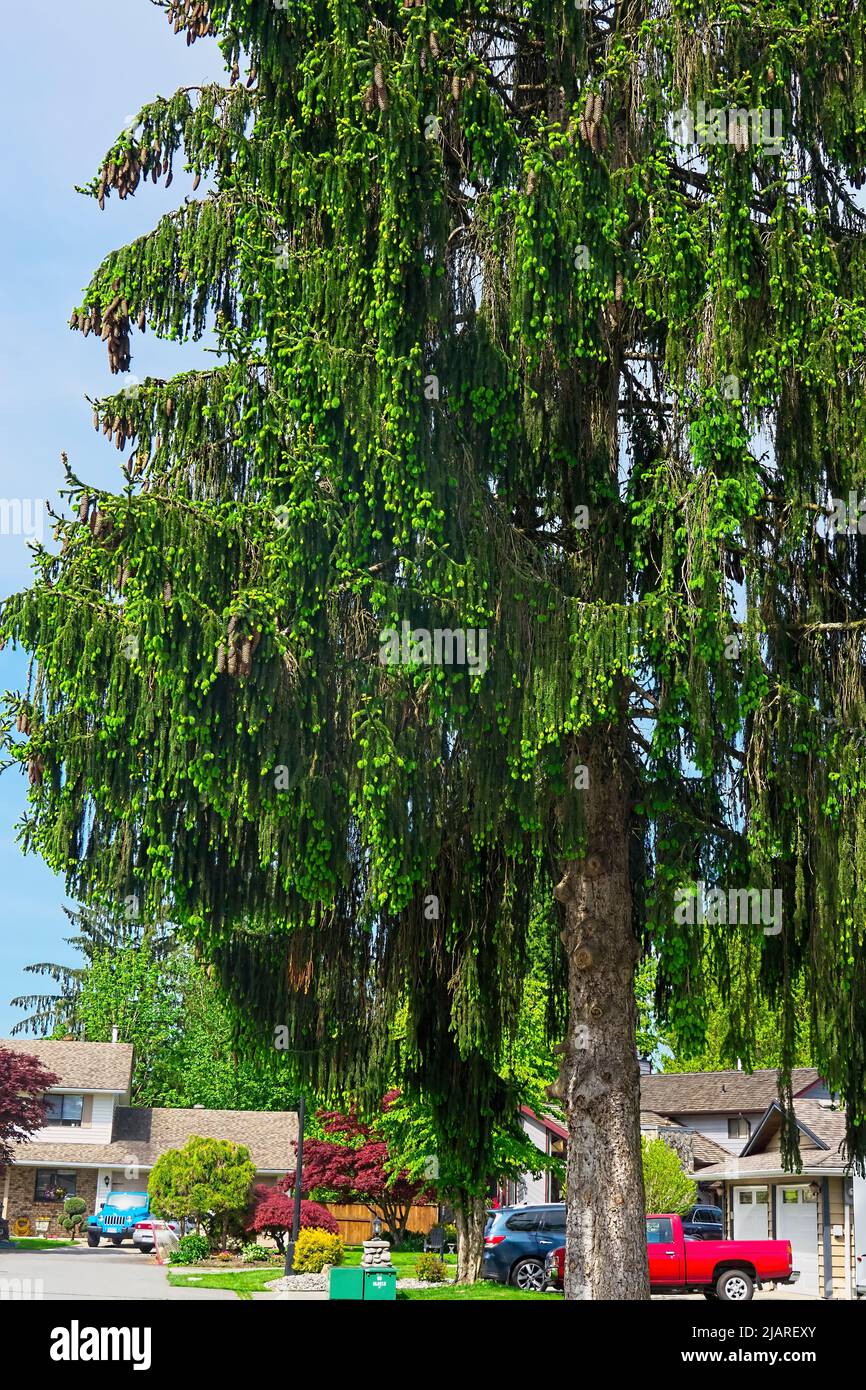 Norway Spruce tree (Picea aibes) Stock Photo
