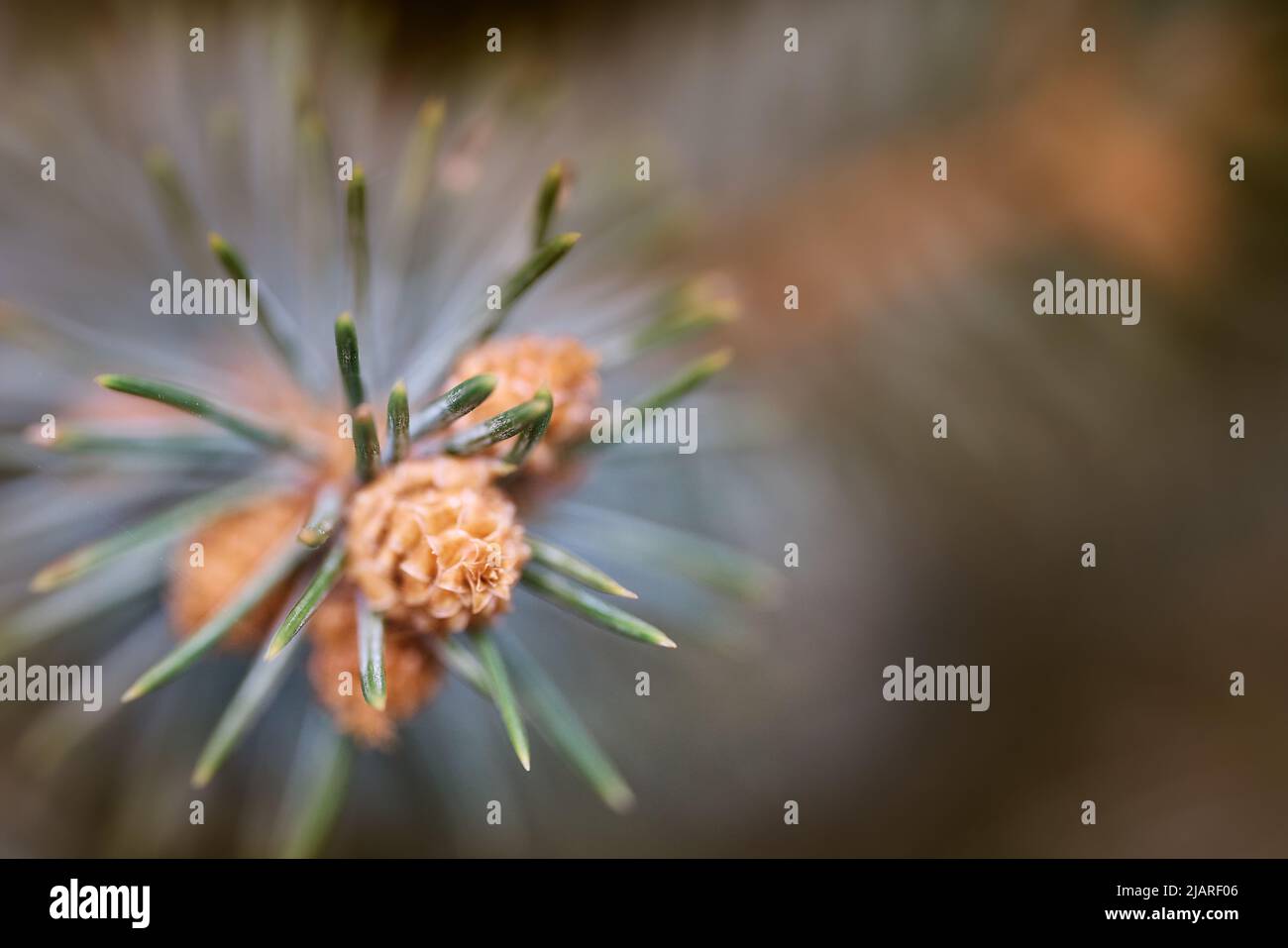 selective focus of needles and pine flowers Stock Photo